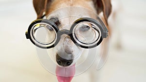 A Vision glasses dog. shallow depth of field