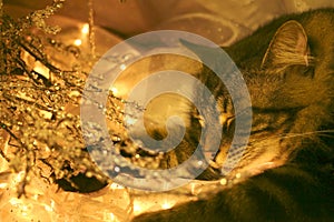 Visions of sugar mice?