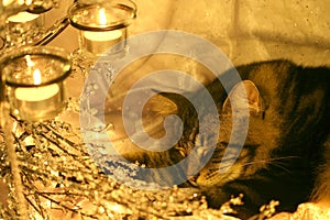 Visions of sugar mice?