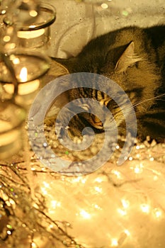 Visions of sugar mice?