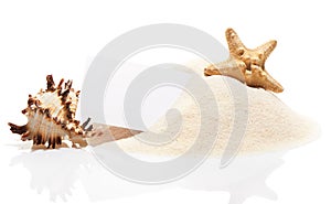 Visit card with starfish and sea shell on beach sand