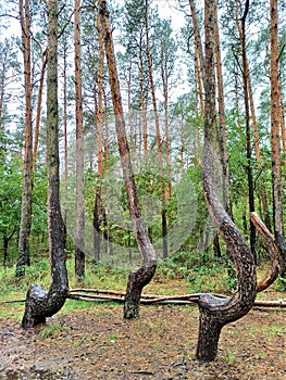 Visit Crooked Forest on your trip to Gryfino or Poland photo