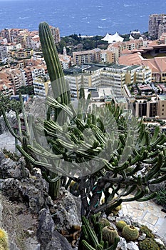 Visit the exotic garden of Monaco