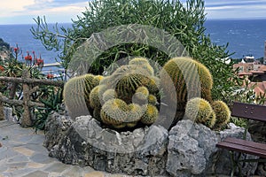 Visit the exotic garden of Monaco
