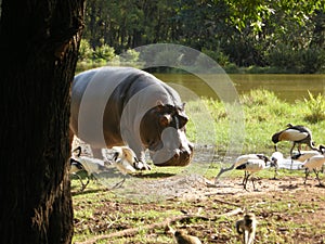 Emerging Hippo photo