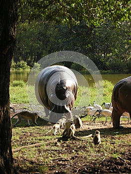 Hippopotamus Happening photo