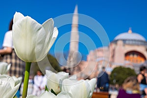 Visit Istanbul background photo. White tulip and Hagia Sophia.