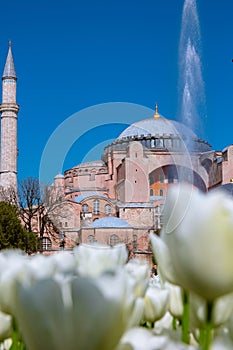 Visit Istanbul concept photo. Hagia Sophia and white tulips