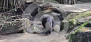 A porcupine (Hystricidae) in a zoo and animal park