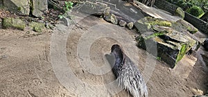 A porcupine (Hystricidae) in a zoo and animal park