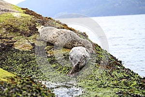 Visit Vancouver and see cute baby Sea-Lions and adorable seals sleeping on the beach