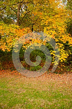 Vibrant, fall color leaves and trees vertical