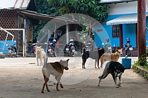 Visiting Ban Huai Haeng (Ban Huay Hom) School, Chiang Rai, Mae Hong Son Loop, mae sariang, Nothern Thailand