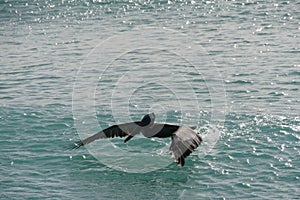 Arashi beach Aruba photo