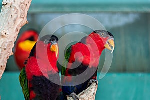 Visiting Jerusalem Biblical Zoo