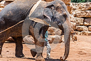 Visiting Jerusalem Biblical Zoo