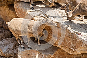 Visiting Jerusalem Biblical Zoo