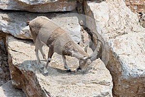 Visiting Jerusalem Biblical Zoo