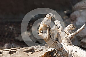 Visiting Jerusalem Biblical Zoo