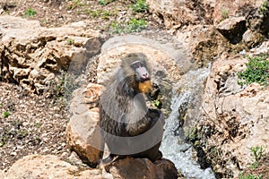 Visiting Jerusalem Biblical Zoo