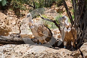 Visiting Jerusalem Biblical Zoo