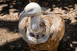 Visiting Jerusalem Biblical Zoo