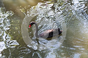 Visiting Jerusalem Biblical Zoo