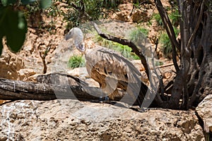 Visiting Jerusalem Biblical Zoo