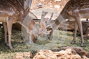 Visiting Jerusalem Biblical Zoo