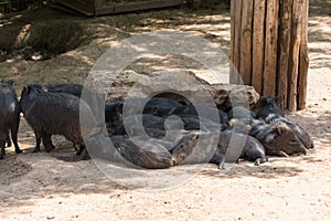Visiting Jerusalem Biblical Zoo