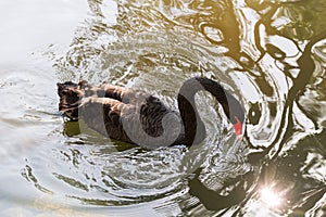 Visiting Jerusalem Biblical Zoo