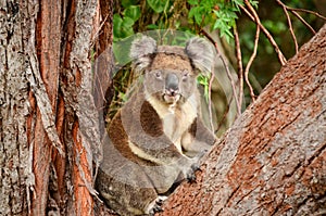 Visiting Koala