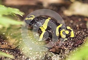 Black and yellow frog into Montreal Biodome photo