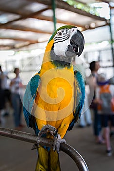 Visiting Parrot farm in Kfar Hess