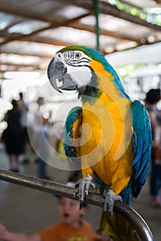 Visiting Parrot farm in Kfar Hess