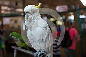 Visiting Parrot farm in Kfar Hess