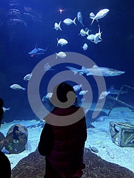 Visitor in aquarium