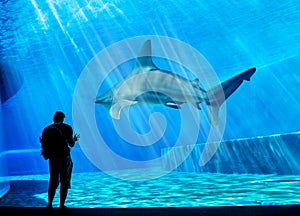 A visitor is looking at a huge shark in his own tank in the local Aquarium - blue environment. Attack, animal.