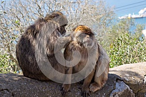 Visitor and small Berber monkey or magot on the Rock of Gibraltar,