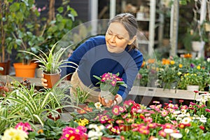 visitor to flower shop carefully inspects pots with primrose and chlorophytum