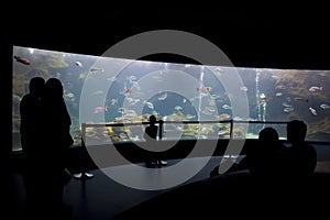 Visitors at the aquarium silhouette photo