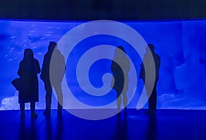 Visitors Capturing a Beluga Whale at an Aquarium