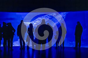 Visitors Capturing a Beluga Whale at an Aquarium