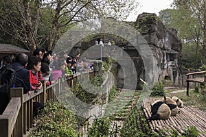 Visitors looking at giant pandas