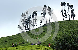 Visitors in the tea eatate