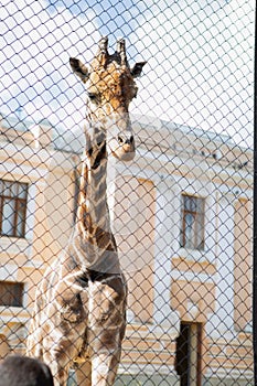 Visitors to the zoo feeding the giraffe high