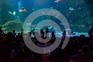 Visitors watching the aquatic show at Ripley's Aquarium