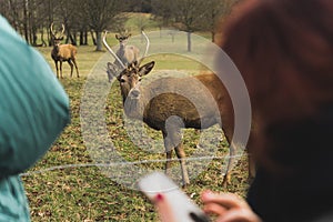 visitors watching deers from near in Wollaton Hall, Nottingham, UK
