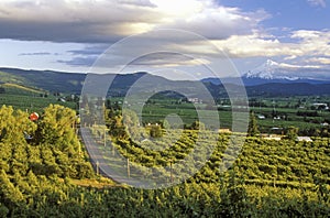 Vista of Hood River Valley with Mt. Hood, OR