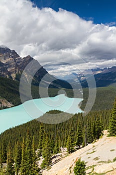 Vista over Peyto Lake